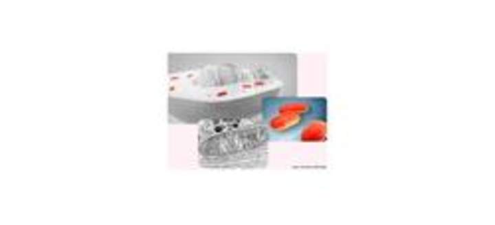 Mitocondria Mitocondria