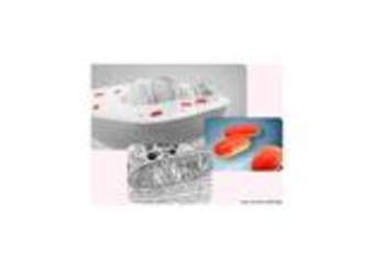 Mitocondria Mitocondria