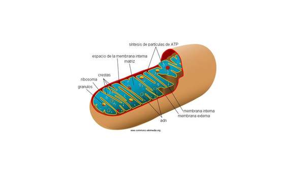 Mitocondria Mitocondria