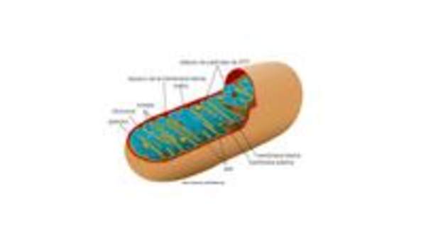 Mitocondria Mitocondria