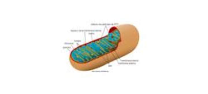 Mitocondria Mitocondria