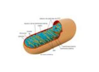 Mitocondria Mitocondria