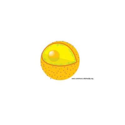 Núcleo de la célula Núcleo de la célula