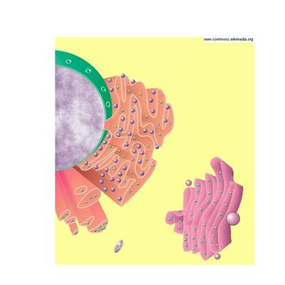 Retículo endoplasmático liso y rugoso Retículo endoplasmático liso y rugoso