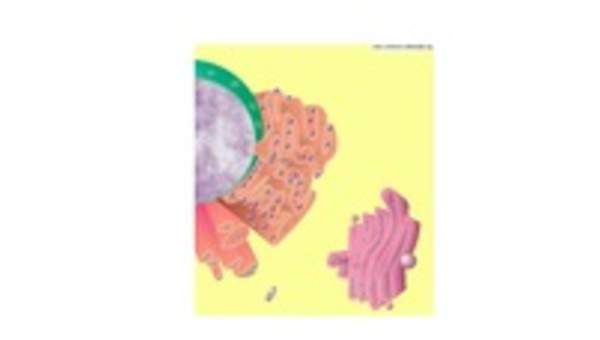 Retículo endoplasmático liso y rugoso Retículo endoplasmático liso y rugoso