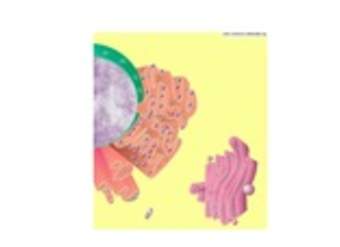 Retículo endoplasmático liso y rugoso Retículo endoplasmático liso y rugoso