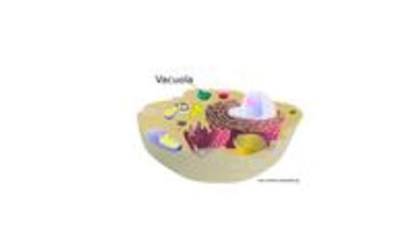 Vacuola Vacuola