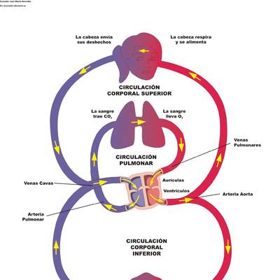 Diagrama del sistema circulatorio Diagrama del sistema circulatorio