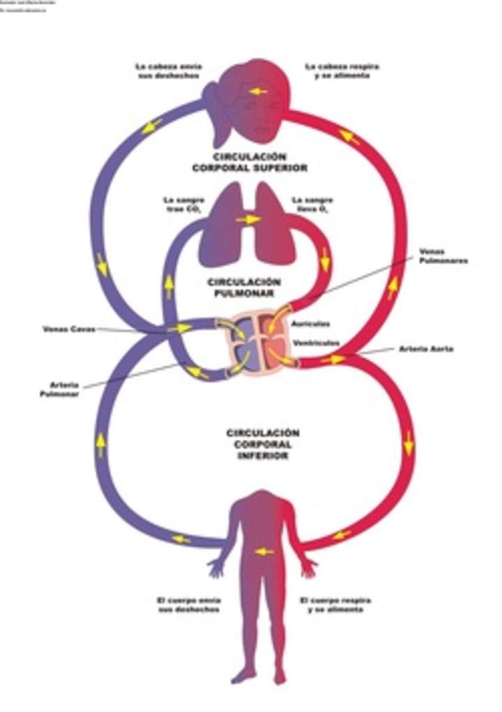 Diagrama del sistema circulatorio Diagrama del sistema circulatorio