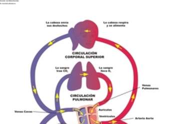 Diagrama del sistema circulatorio Diagrama del sistema circulatorio
