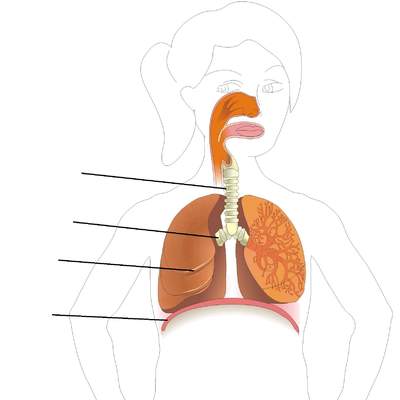 Sistema respiratorio para rotular Sistema respiratorio para rotular