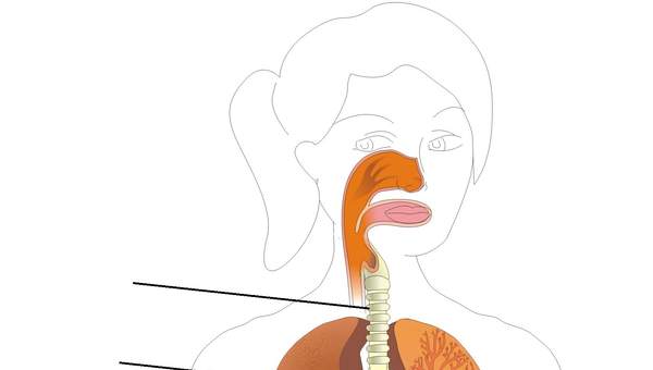 Sistema respiratorio para rotular Sistema respiratorio para rotular