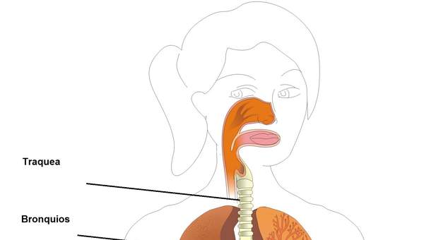 Sistema respiratorio rotulado Sistema respiratorio rotulado