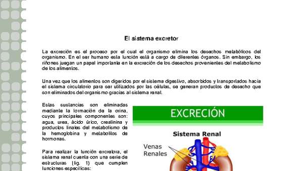 Sistema excretor Sistema excretor