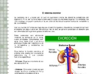 Sistema excretor Sistema excretor