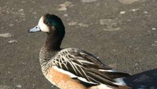 Pato overo Pato overo