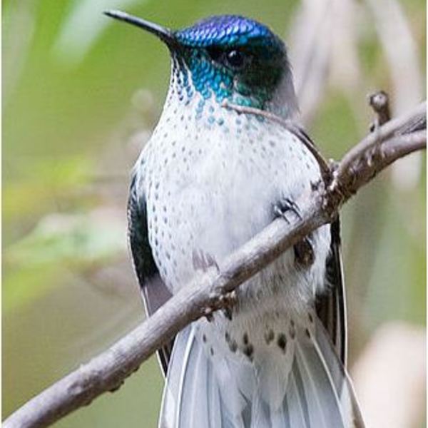 Picaflor Juan Fernández Picaflor Juan Fernández