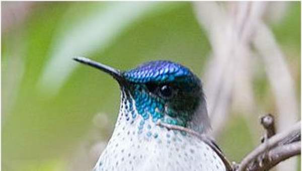 Picaflor Juan Fernández Picaflor Juan Fernández