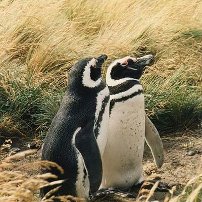 Pingüino magallánico Pingüino magallánico