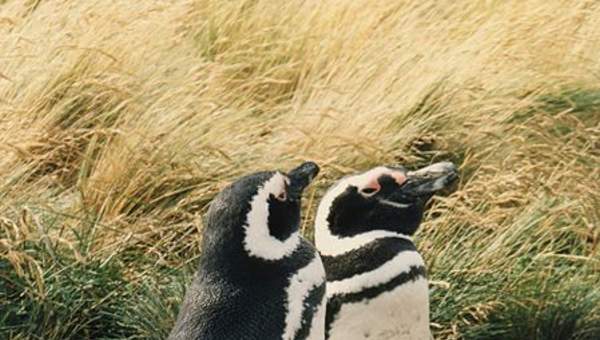 Pingüino magallánico Pingüino magallánico