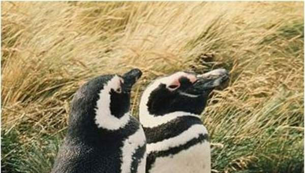 Pingüino magallánico Pingüino magallánico