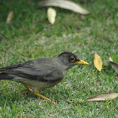 Tordo magallánico Tordo magallánico