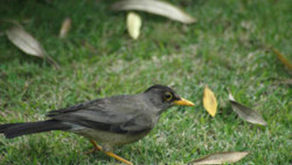 Tordo magallánico Tordo magallánico