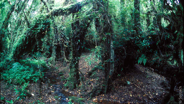 Parque Alerce Andino Parque Alerce Andino