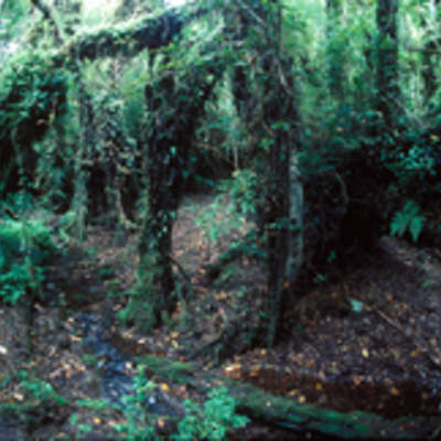 Parque Alerce Andino Parque Alerce Andino