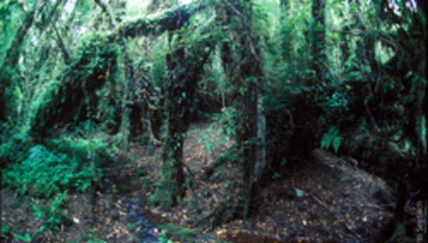 Parque Alerce Andino Parque Alerce Andino