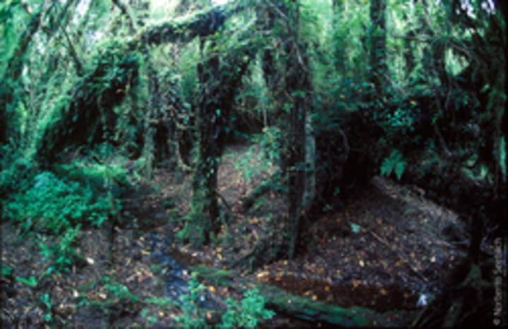 Parque Alerce Andino Parque Alerce Andino