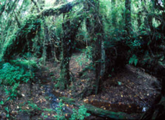 Parque Alerce Andino Parque Alerce Andino