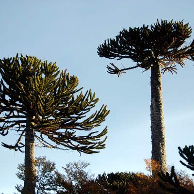 Araucaria Araucaria