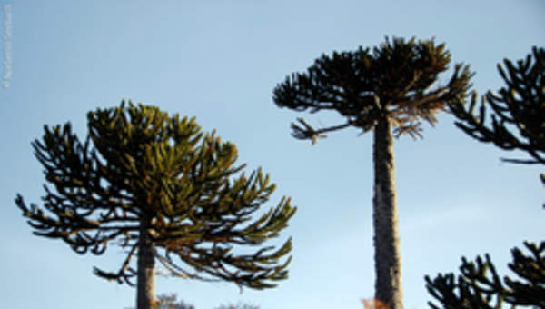Araucaria Araucaria