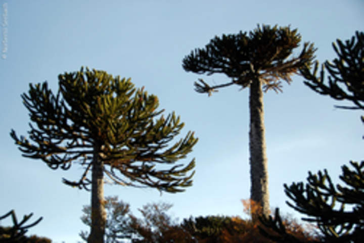 Araucaria Araucaria