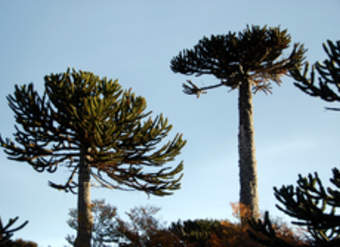 Araucaria Araucaria