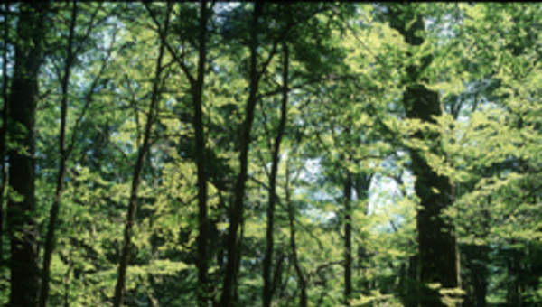 Bosque de Lenga Bosque de Lenga