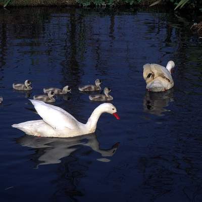 Cisnes Cisnes