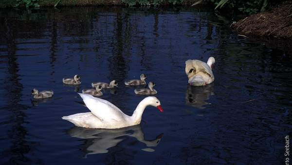 Cisnes Cisnes