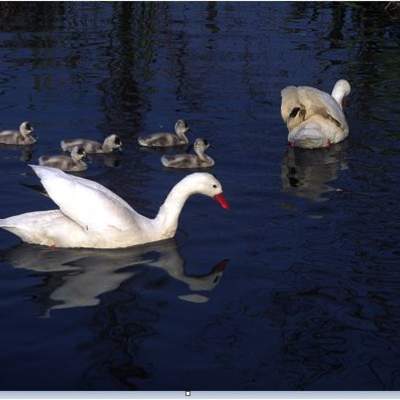 Cisnes Cisnes