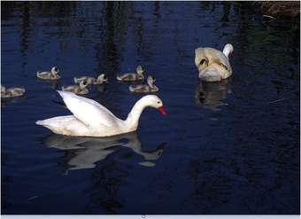 Cisnes Cisnes