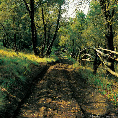 Camino a Guayalí Camino a Guayalí