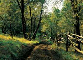 Camino a Guayalí Camino a Guayalí