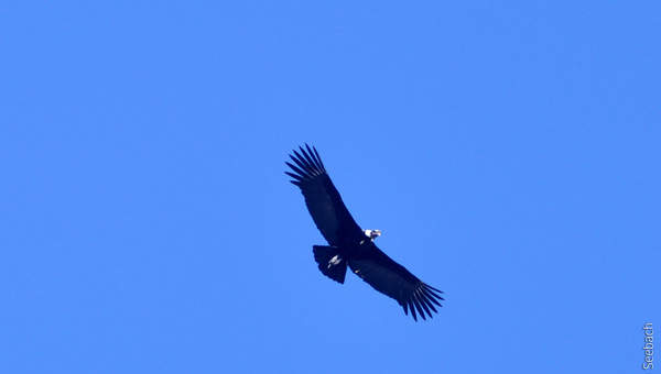 Condor Condor