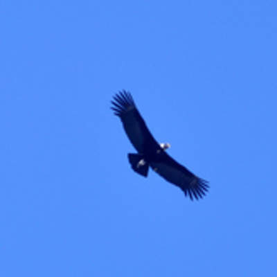 Condor Condor