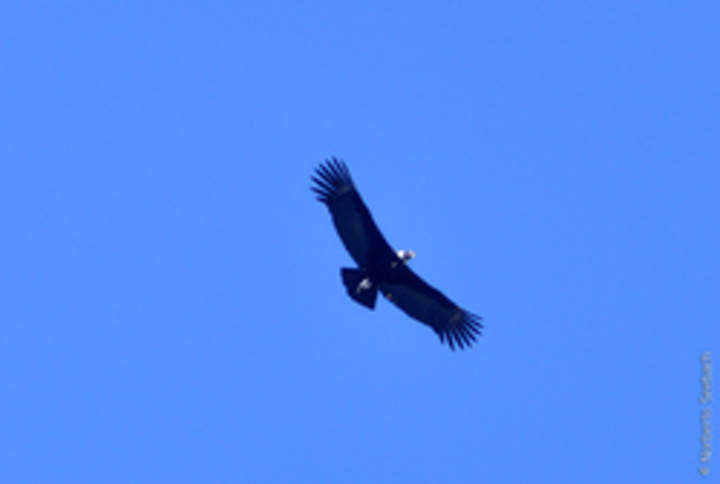 Condor Condor