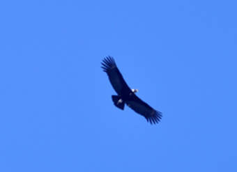 Condor Condor