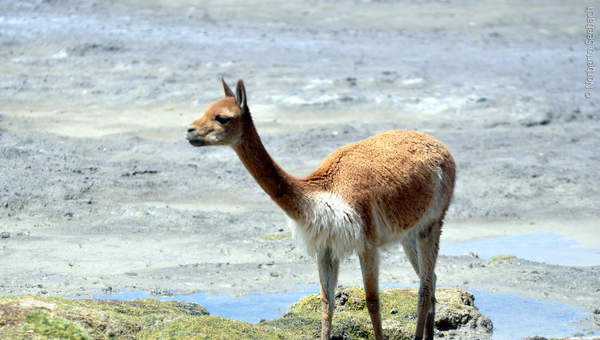 Guanaco Guanaco