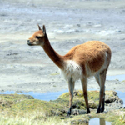 Guanaco Guanaco