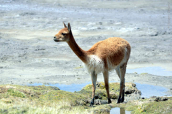 Guanaco Guanaco